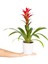 Beyaz Seramikte Kırmızı Guzmania Cherry H:50CM 3