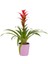 Mor Seramikte Kırmızı Guzmania Cherry H:50CM 1