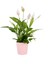 Pembe Seramikte Spathiphyllum Barış Çiçeği H:45CM 1