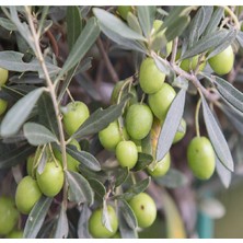 Doğa Fidancılık ( 3 Adet ) Aşılı Gemlik Trilye Zeytin Fidanı 2 Yaş