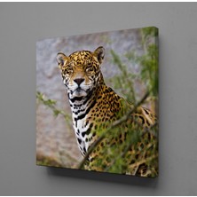 Technopa LEOPARIN DURUŞU KANVAS TABLO - 60x60cm