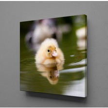 Technopa ÖRDEK YAVRUSU KANVAS TABLO - 90x90cm