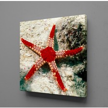 Technopa KIRMIZI DENİZ YILDIZI KANVAS TABLO - 120x120cm
