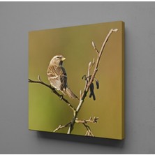 Technopa YAVRU GÜVERCİN KANVAS TABLO - 200x200cm