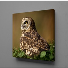 Technopa KAHVERENGİ BAYKUŞ KANVAS TABLO - 25x25cm