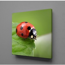 Technopa YAPRAĞIN ÜSTÜNDE UĞUR BÖCEĞİ KANVAS TABLO - 150x150cm