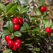 Doğu Mark Kızılcık Marmelatı (600G)