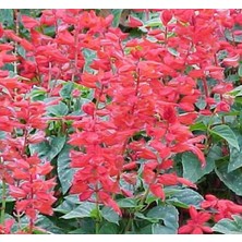 Bahçe Tohum Pembe Ateş Çiçeği - Salvia F1 Tohumu ( 30 Tohum )