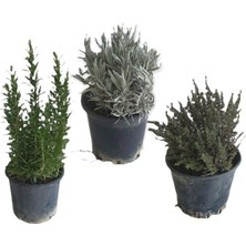 Serada Decor Plant Aromatik Bitkiler, Mis Kokulu, Şifalı, 3'lü Mutfak Seti, Büyük Boy, Lavanta/biberiye/kekik