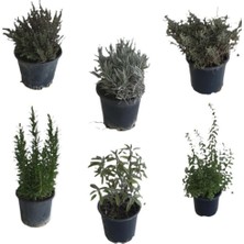 Serada Decor Plant Aromatik Bitkiler, Mis Kokulu, 6'lı Set, Mercan Köşk, Lavanta, Lavantin, Biberiye, Kekik, Adaçayı