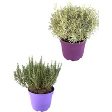 Serada Decor Plant Kekik Lavantin Set Aromatik Yoğun Kokulu