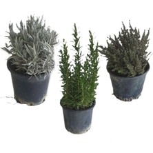 Serada Decor Plant Aromatik Bitkiler, Mis Kokulu, Şifalı, 3'lü Mutfak Seti, Büyük Boy, Lavanta/biberiye/kekik