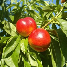 Fidan Paketim Star Red Gold Nektarin Ağacı