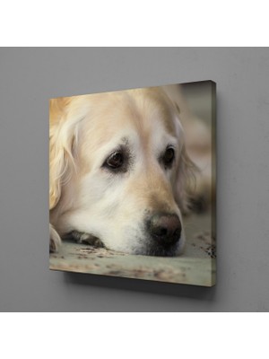 Technopa BEYAZ MASUM KÖPEK KANVAS TABLO - 90x90cm