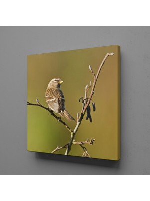 Technopa YAVRU GÜVERCİN KANVAS TABLO - 80x80cm