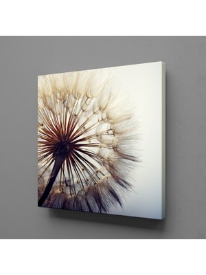 Technopa KARAHİNDİBA ÇİÇEĞİ RESİMLERİ KANVAS TABLO - 110x110cm