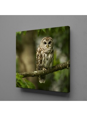 Technopa BAYKUŞ KANVAS TABLO - 100x100cm