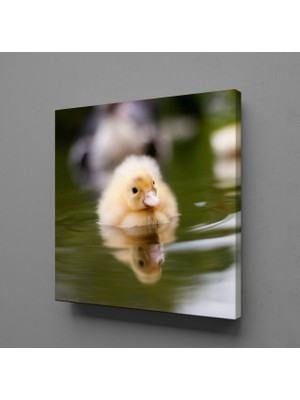 Technopa ÖRDEK YAVRUSU KANVAS TABLO - 120x120cm