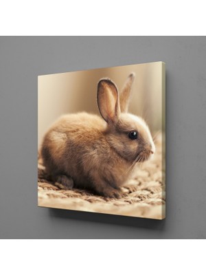 Technopa KAHVERENGİ TAVŞAN KANVAS TABLO - 90x90cm