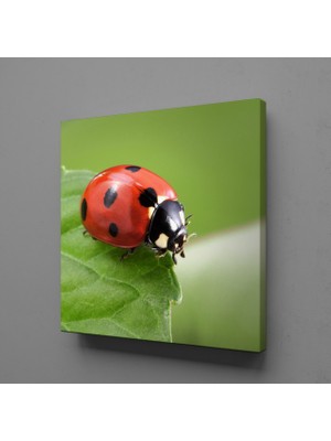 Technopa YAPRAĞIN ÜSTÜNDE UĞUR BÖCEĞİ KANVAS TABLO - 90x90cm