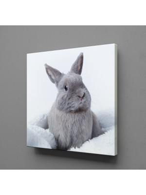 Technopa GRİ TAVŞAN KANVAS TABLO - 110x110cm