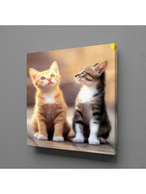 Technopa Farklı Renkte Kedi Kanvas Tablo 30X30CM