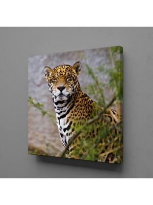 Technopa Leoparın Duruşu Kanvas Tablo 30X30CM