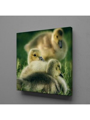 Technopa YAVRU ÖRDEKLER KANVAS TABLO - 180x180cm