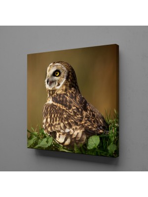 Technopa KAHVERENGİ BAYKUŞ KANVAS TABLO - 25x25cm