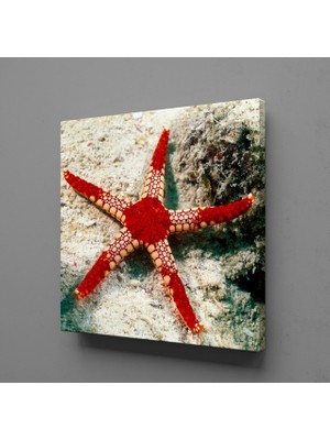 Technopa Kırmızı Deniz Yıldızı Kanvas Tablo 30X30CM