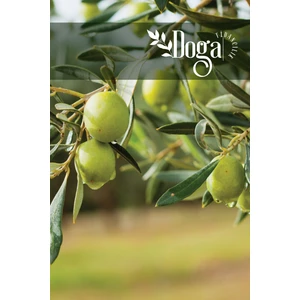 Doğa Fidancılık Aşılı Gemlik Trilye Zeytin Fidanı 2 Yaş
