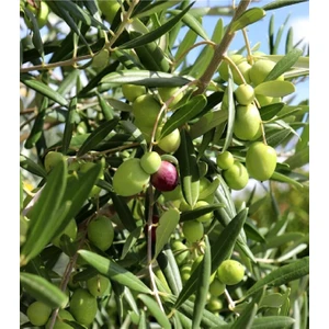 Doğa Fidancılık ( 3 Adet ) Aşılı Gemlik Trilye Zeytin Fidanı 2 Yaş