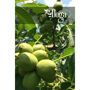 Doğa Fidancılık ( 10 Adet ) Aşılı Sertifikalı Chandler Ceviz Fidanı 3 Yaş