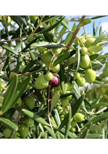 Doğa Fidancılık ( 3 Adet ) Aşılı Gemlik Trilye Zeytin Fidanı 2 Yaş