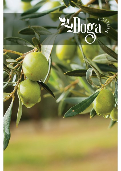 ( 5 Adet ) Aşılı Gemlik Trilye Zeytin Fidanı 2 Yaş modelleri