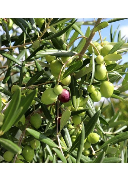( 7 Adet ) Aşılı Gemlik Trilye Zeytin Fidanı 2 Yaş