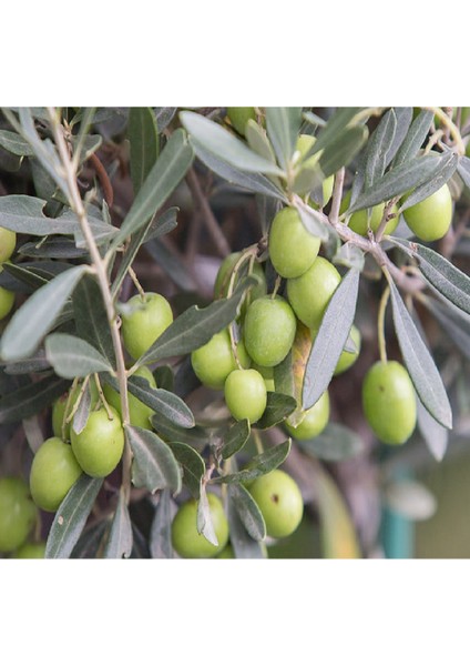 ( 7 Adet ) Aşılı Gemlik Trilye Zeytin Fidanı 2 Yaş