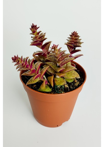 Benek Piramit Yaprak Nadir Tür Sukulent Kırmızı Crassula Exilis Picturata Küçük Beyaz Çiçek Verir Yıldız Yapraklı 5.5 cm Saksıda