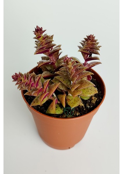 Benek Piramit Yaprak Nadir Tür Sukulent Kırmızı Crassula Exilis Picturata Küçük Beyaz Çiçek Verir Yıldız Yapraklı 5.5 cm Saksıda