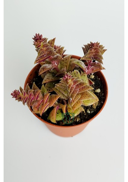 Benek Piramit Yaprak Nadir Tür Sukulent Kırmızı Crassula Exilis Picturata Küçük Beyaz Çiçek Verir Yıldız Yapraklı 5.5 cm Saksıda