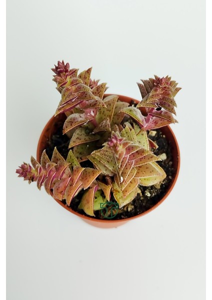 Benek Piramit Yaprak Nadir Tür Sukulent Kırmızı Crassula Exilis Picturata Küçük Beyaz Çiçek Verir Yıldız Yapraklı 5.5 cm Saksıda