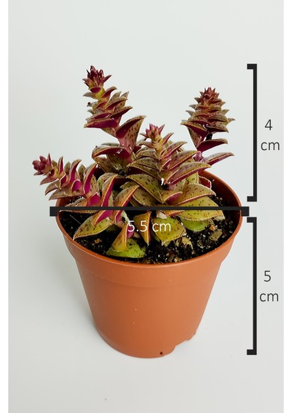 Benek Piramit Yaprak Nadir Tür Sukulent Kırmızı Crassula Exilis Picturata Küçük Beyaz Çiçek Verir Yıldız Yapraklı 5.5 cm Saksıda