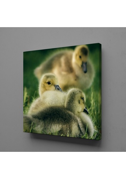 Yavru Ördekler Kanvas Tablo 90X90CM