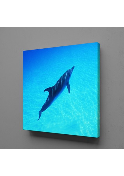 Yunus Balığı Kanvas Tablo 50X50CM