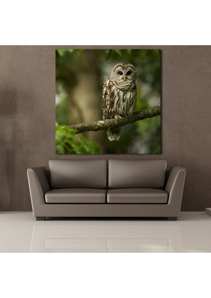 Baykuş Kanvas Tablo 40X40CM fiyatları