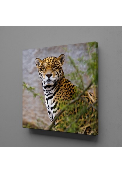 Leoparın Duruşu Kanvas Tablo 40X40CM