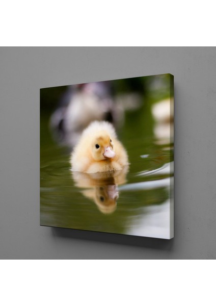 Ördek Yavrusu Kanvas Tablo 130X130CM
