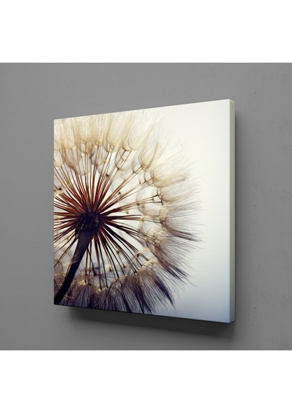 Karahindiba Çiçeği Resimleri Kanvas Tablo 120X120CM