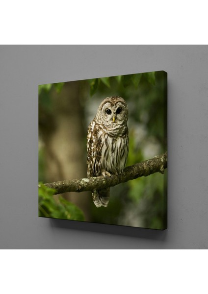 Baykuş Kanvas Tablo 50X50CM