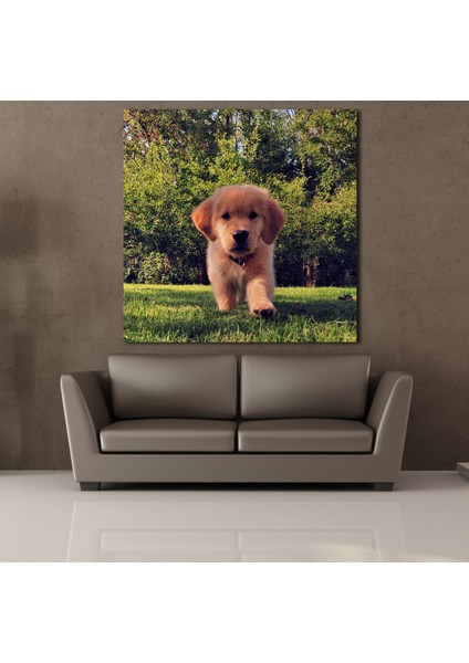 Kahverengi Yavru Köpek Kanvas Tablo 70X70CM